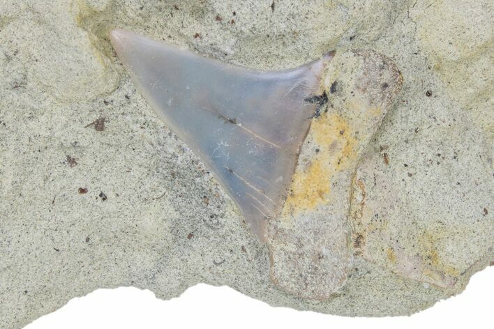Hooked White Shark Tooth Fossil on Sandstone - Bakersfield, CA #238319